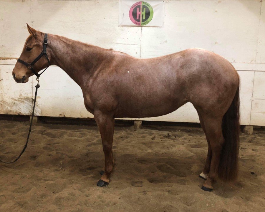 Red Roan All-Arounder | Equine Exclusive